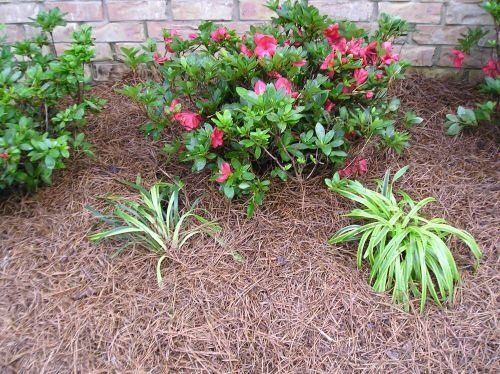 Flower Bed Boundary — Pine Straw in Plants in Brunswick, GA