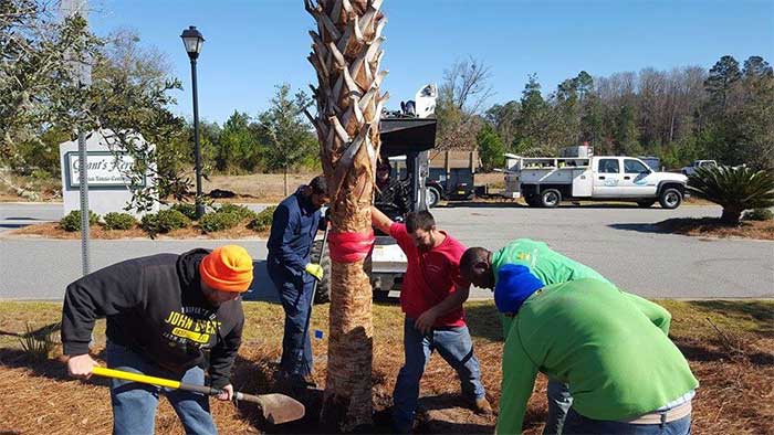 Palm Trees — Workers planting tree in Brunswick, GA