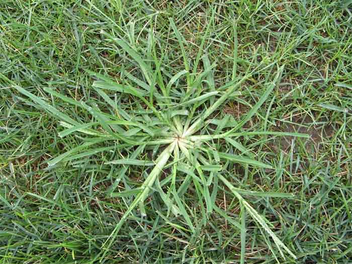 Crabgrass — weed treatment in Brunswick, GA