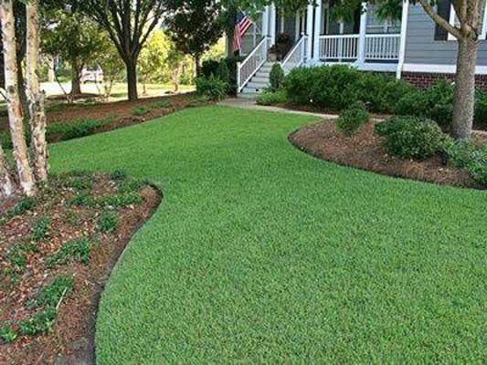 Covering — Grass with Trees in the Backyard in Brunswick, GA
