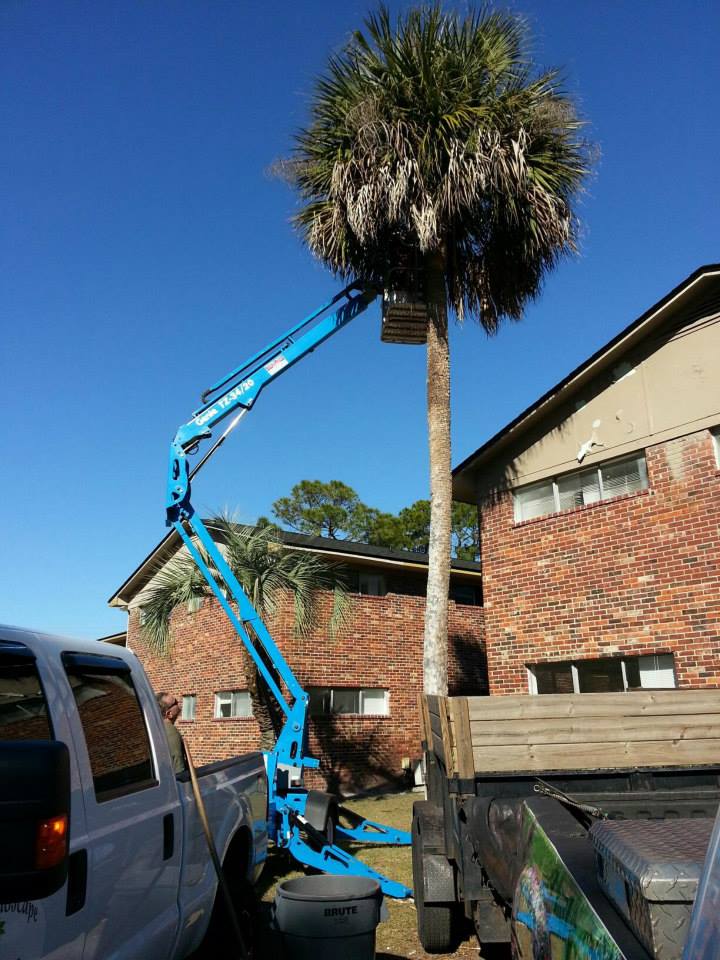 Tree Service — Tree Maintenance in Brunswick, GA