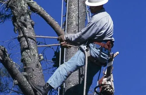 Saddle, Rope, and Spikes for Tree-Climbing Work — San Jose, CA — Hitchcock’s Garden Tool & Supply