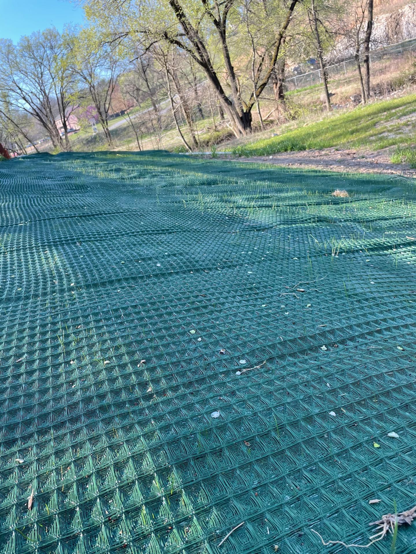 A close up of a green lawn with trees in the background.