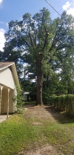 A tall tree with cut branches stands between a house and a hedge, under a partly cloudy blue sky. A power line is visible.