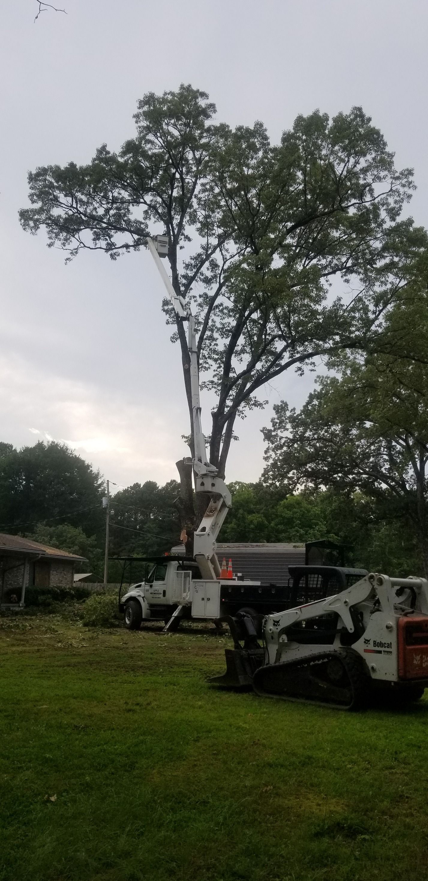 Tree removal in progress. A large tree is being trimmed by workers using a truck-mounted lift. A skid steer loader is parked nearby on a grassy lawn.