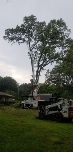 Tree being trimmed by a truck-mounted lift. A Bobcat skid steer is on the lawn. Overcast sky.