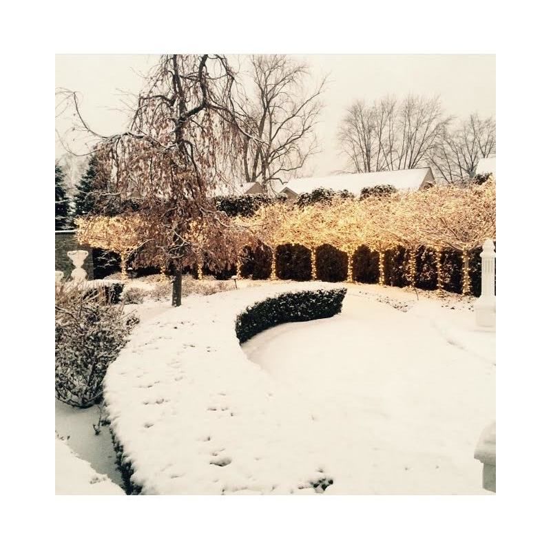 A snowy yard with trees and bushes covered in snow