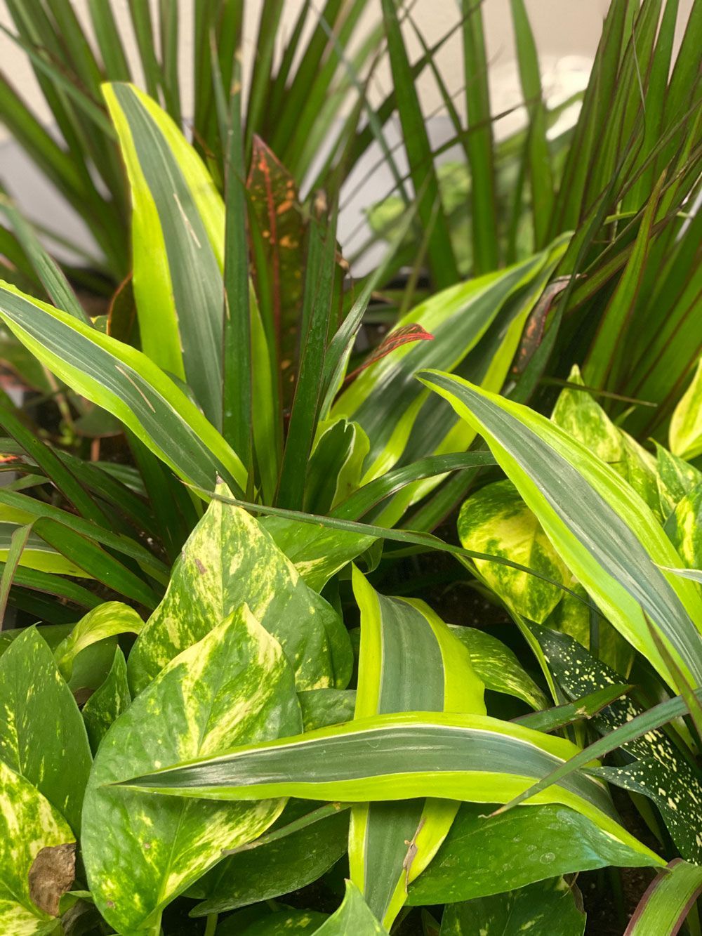 Leaves | Grahams Auto & Truck Clinic