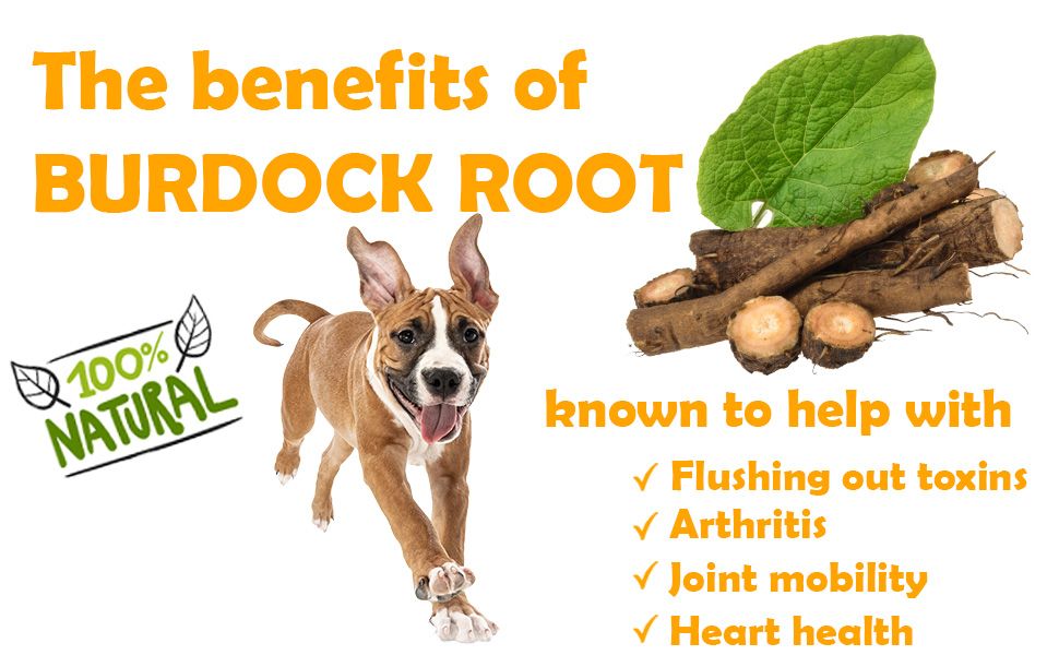 Reinforce Supplement chews and oils for small and large breed canines used to treat Hip Dysplasia, Joint Problems, Heart Health, Joint mobility, Skin and Coat Problems, Stress, Anxiety. Enriched with Glucosamine, Chondroitin, full spectrum, CBD, Terpene, Hemp Oil, Burdock Root