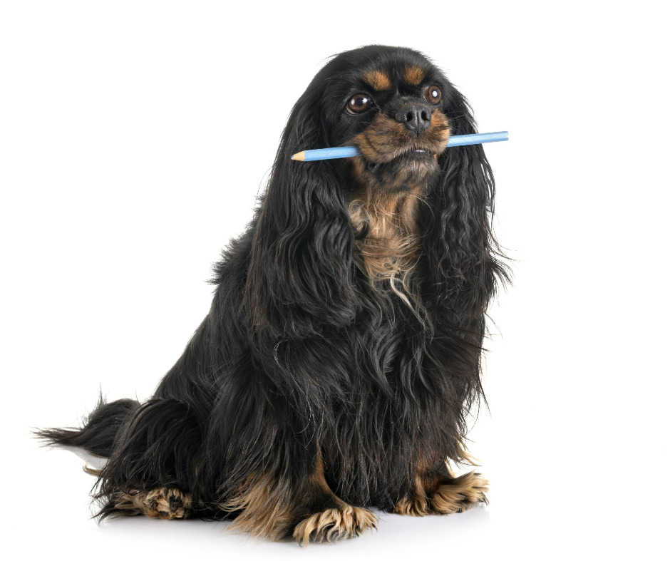 dog holding pencil