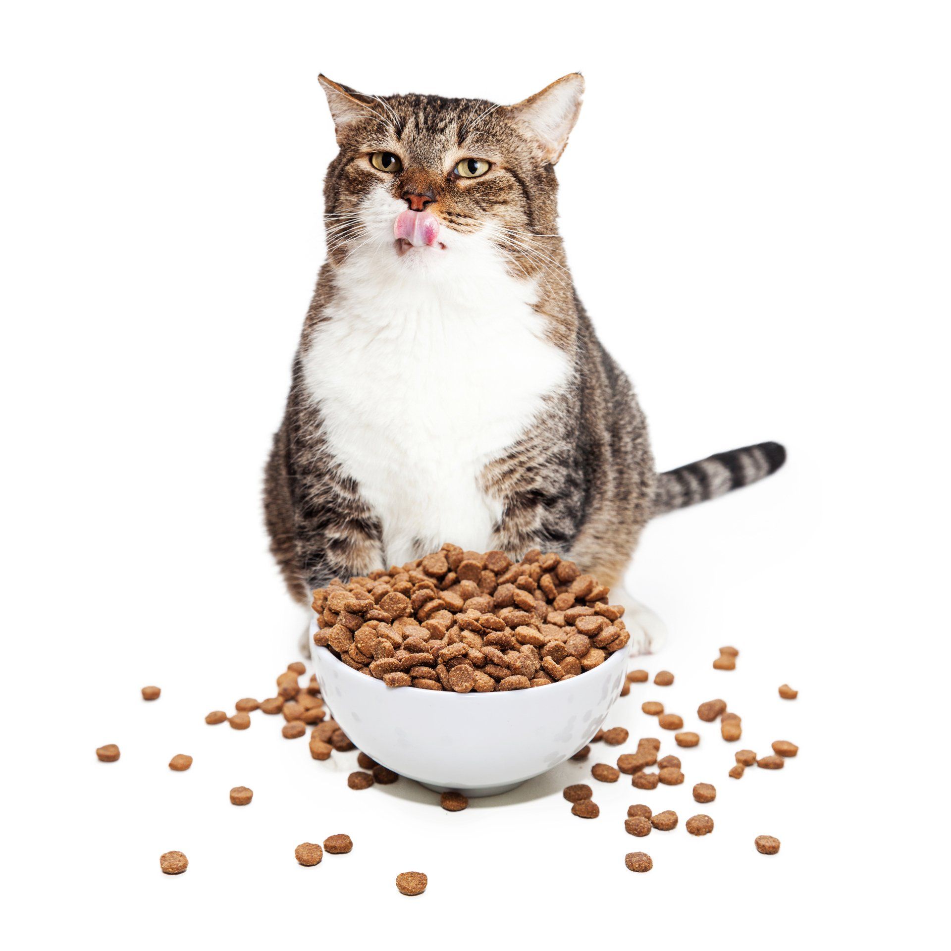 cat with food bowl