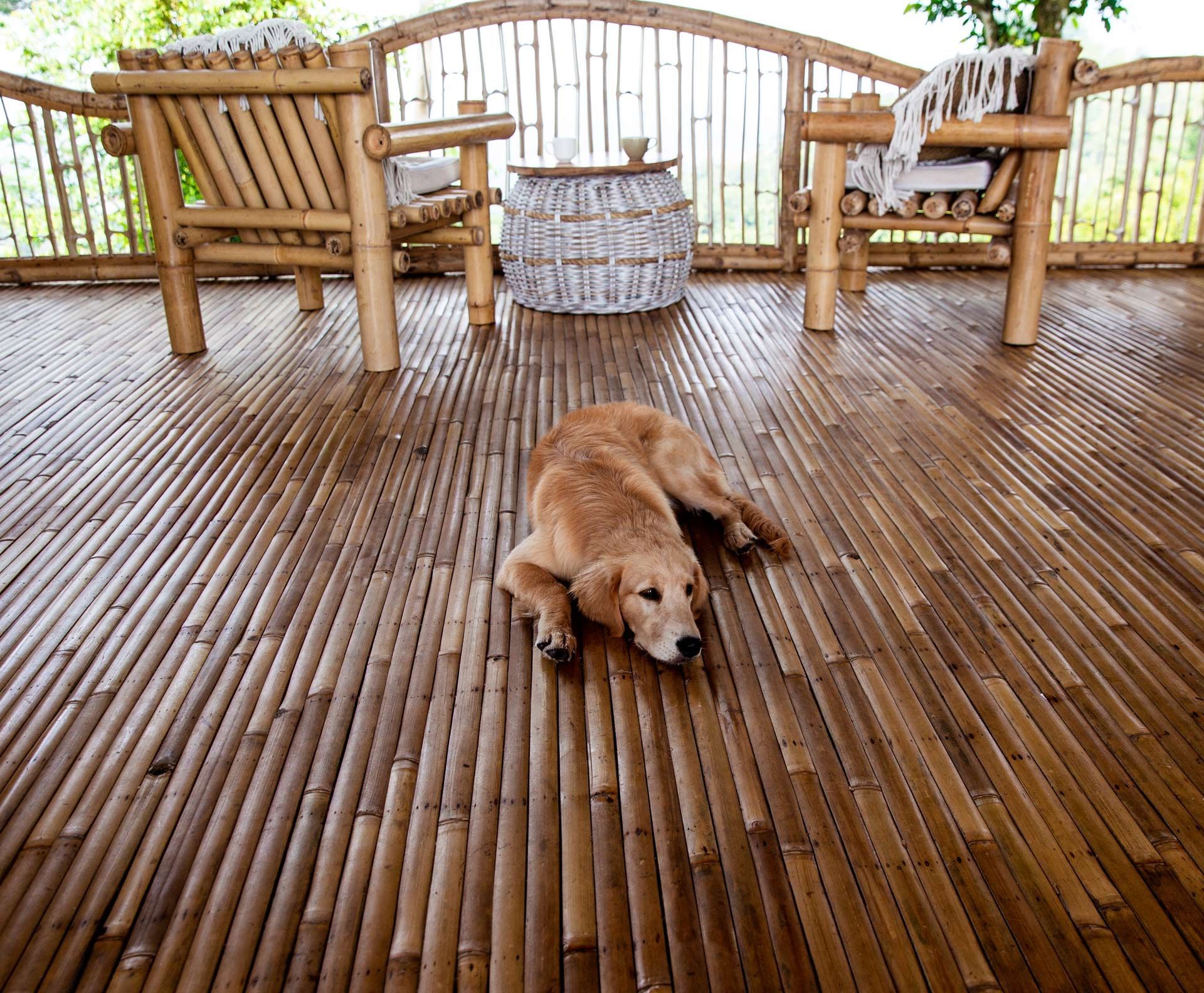 A golden retriever lying on a bamboo floor in a cosy outdoor area - AJ Williams & Sons Floors