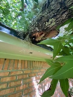 A tree branch is hanging over a gutter on a brick wall.