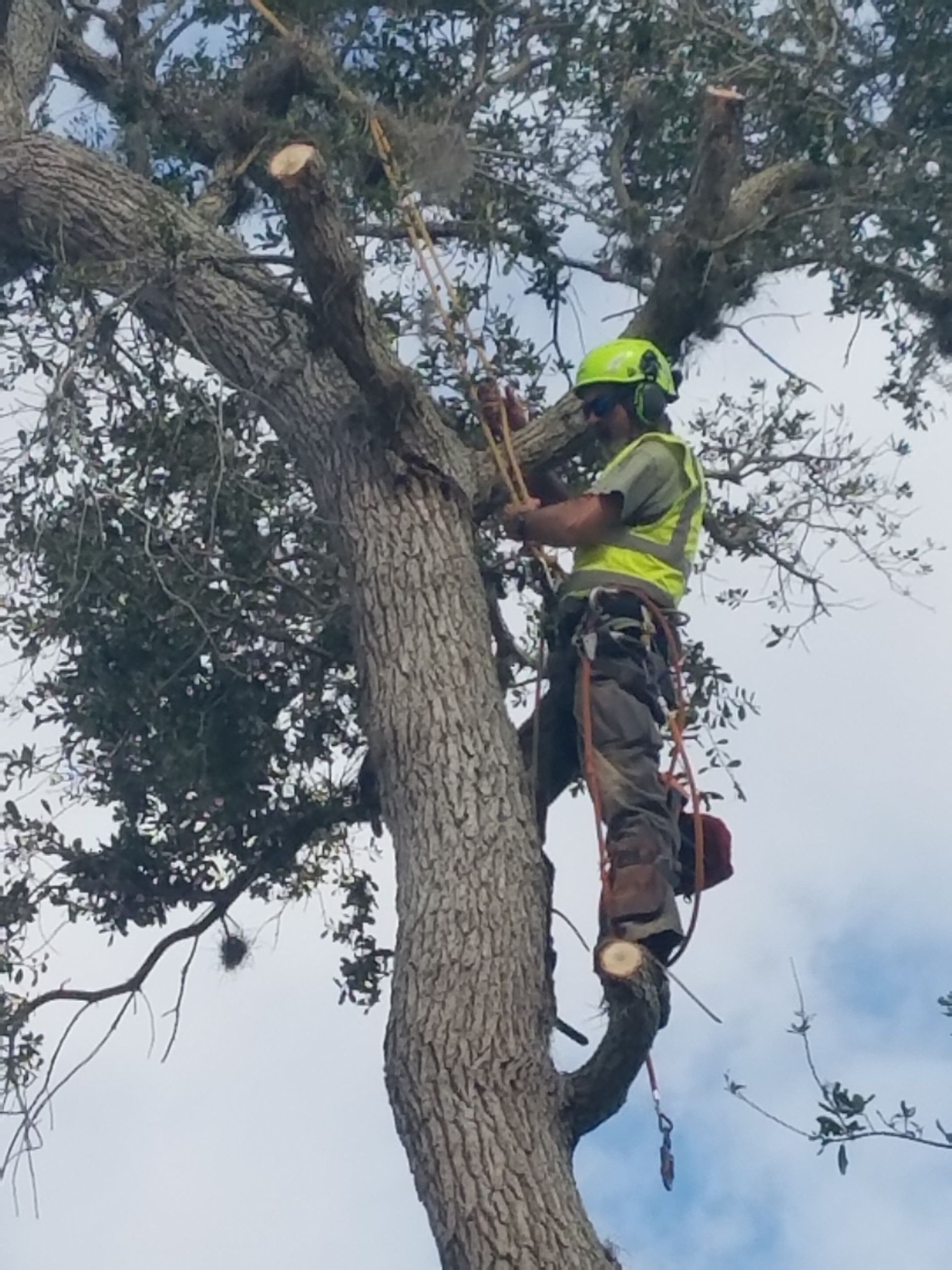 A man in a yellow vest is climbing a tree