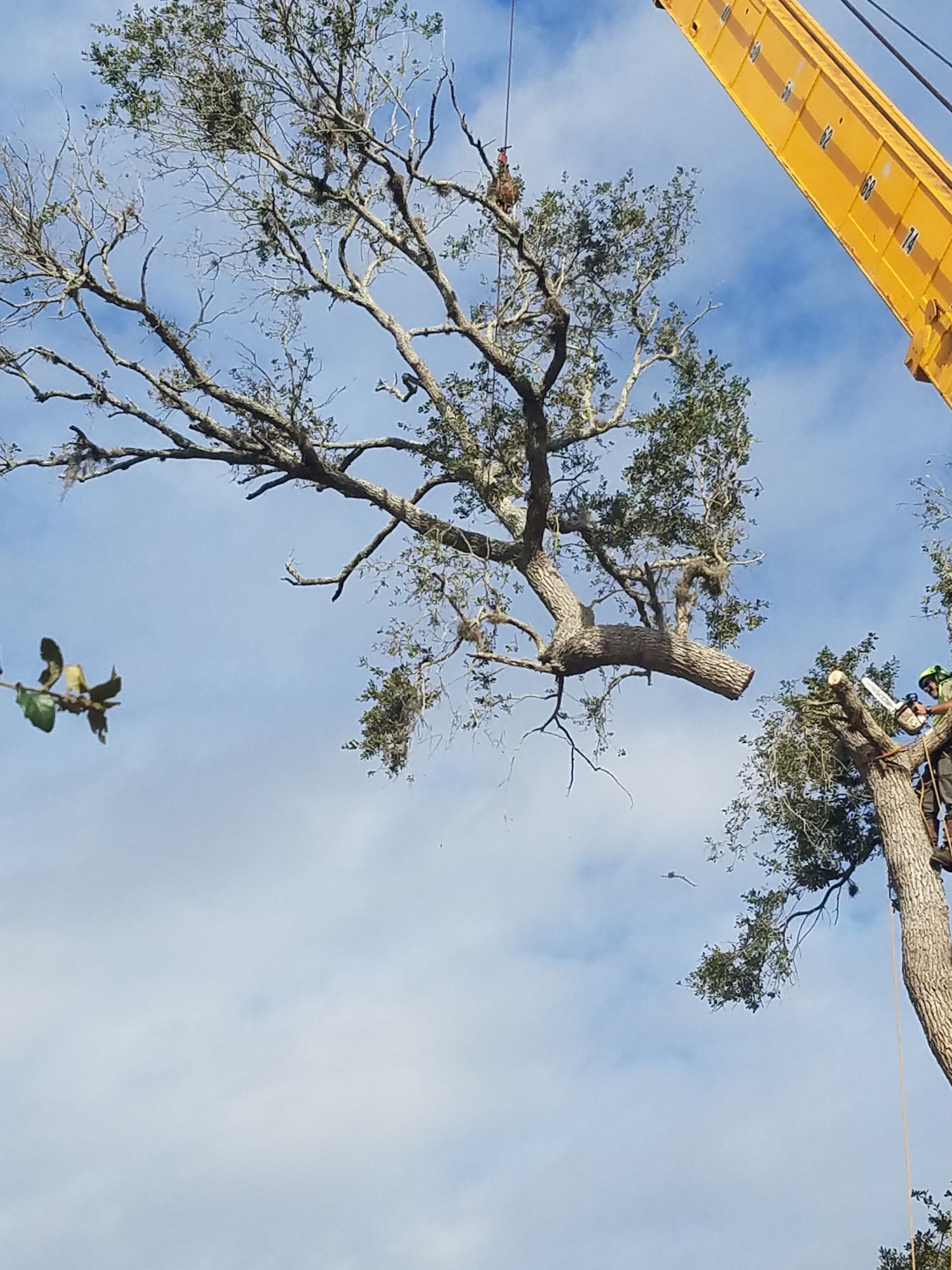 A tree is being cut down by a yellow crane