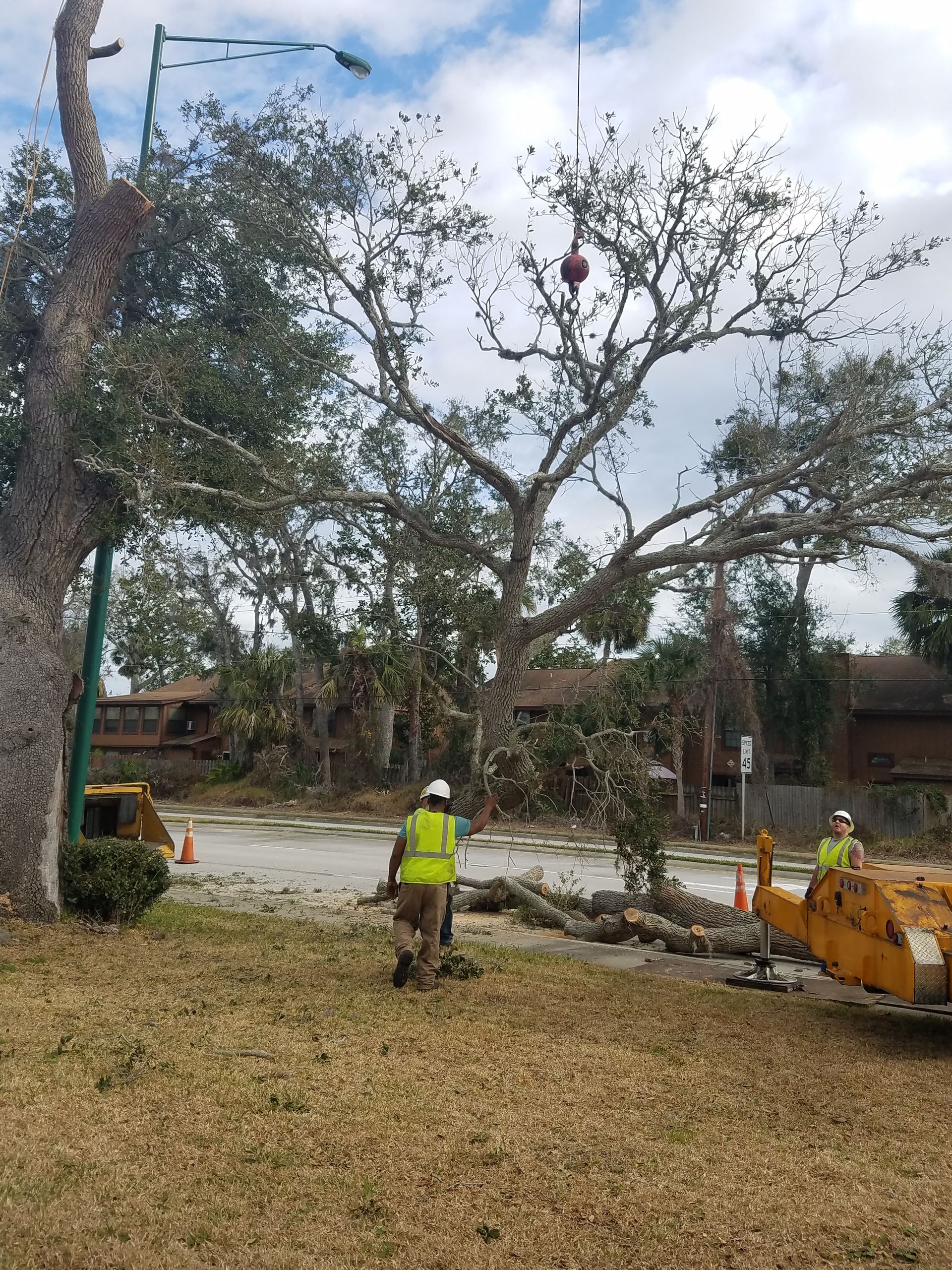 A man is standing next to a tree that has been cut down.