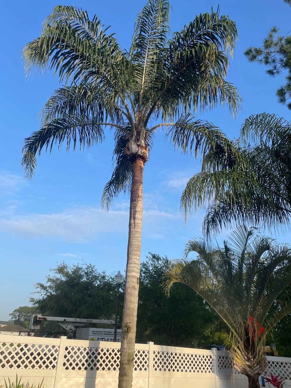 A palm tree in front of a white fence