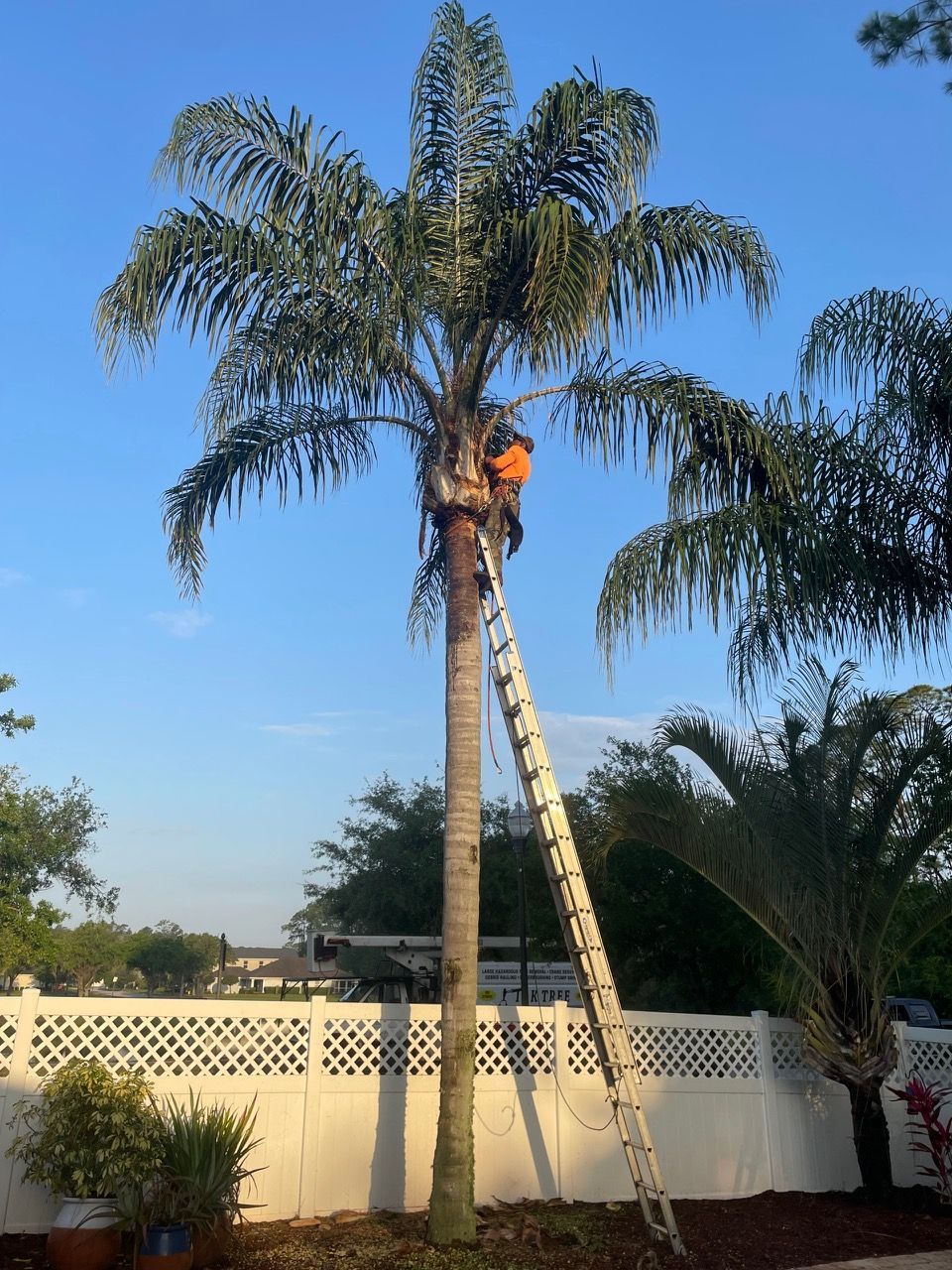A man on a ladder is climbing a palm tree