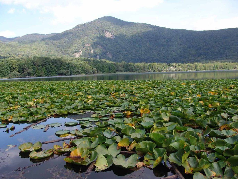 Ninfee sui laghi di Monticchio
