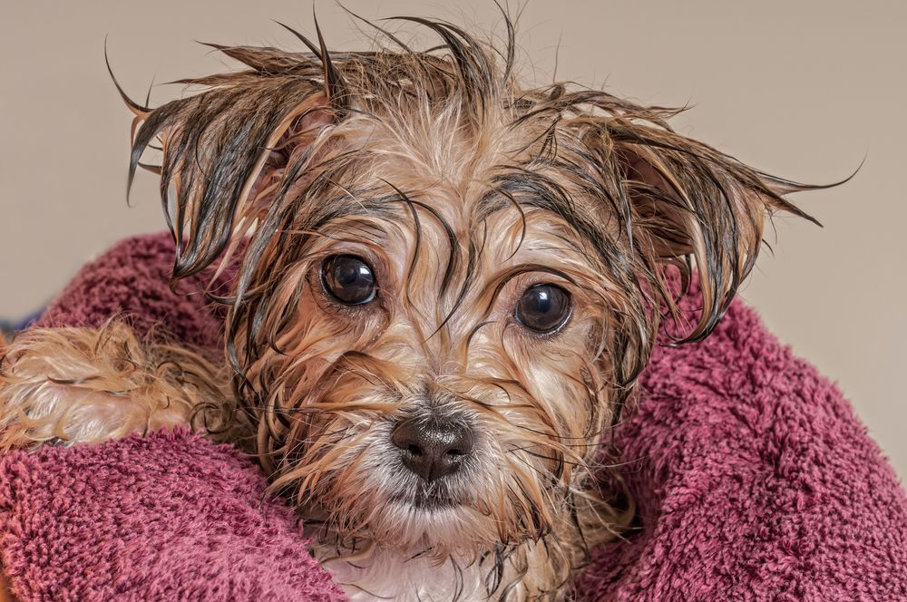A wet puppy is wrapped in a pink towel.