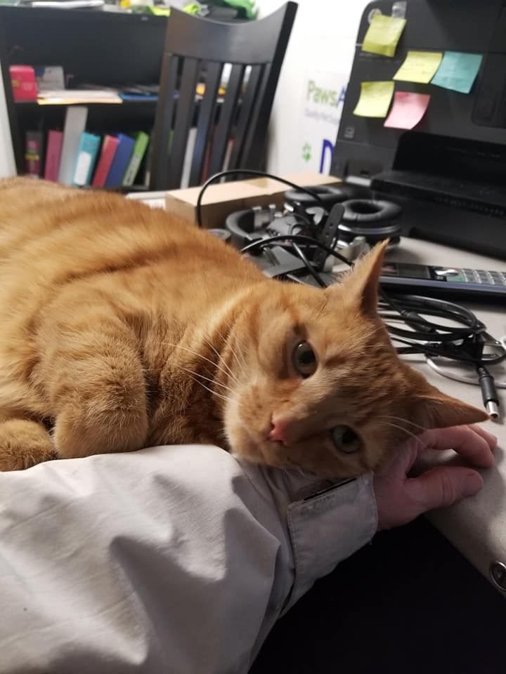 An orange cat is laying on a person 's lap