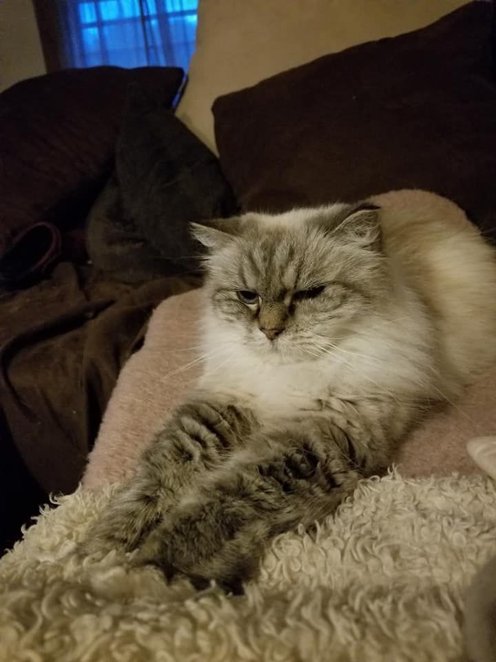 A cat is laying on a couch with its paws crossed.