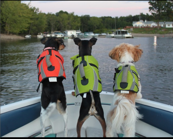 Three dogs wearing life jackets are on a boat