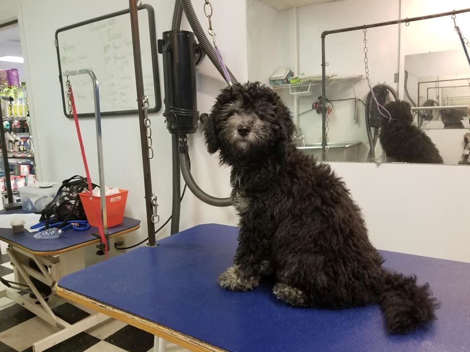 A small black dog is sitting on a blue table in a grooming salon.