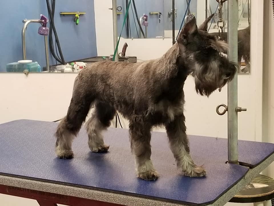 A small dog is standing on a blue table.