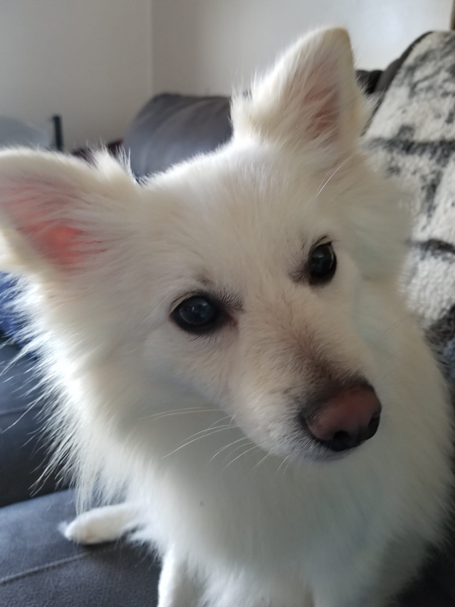 A white dog is sitting on a couch and looking at the camera.