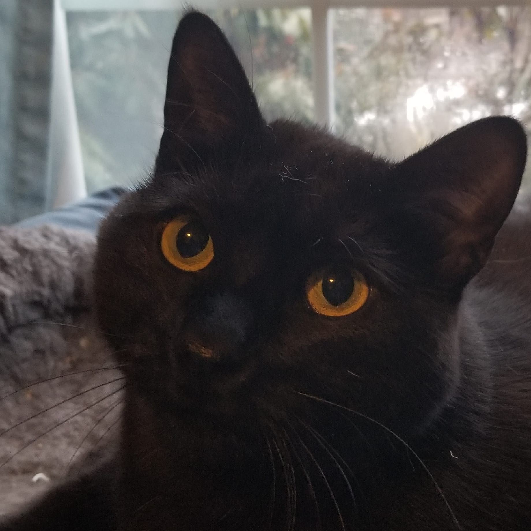 A close up of a black cat with yellow eyes