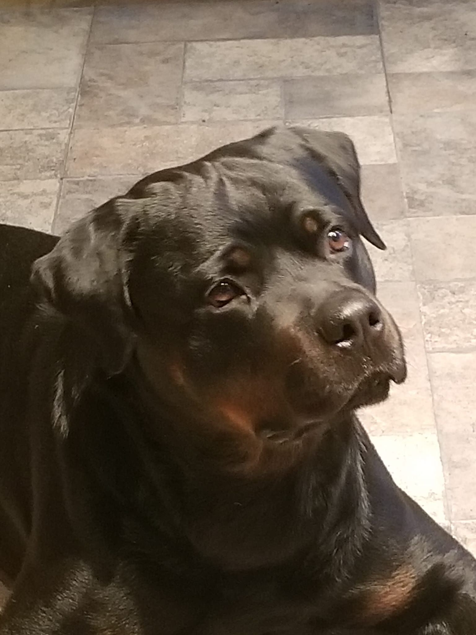 A black dog is laying on a tiled floor and looking at the camera.
