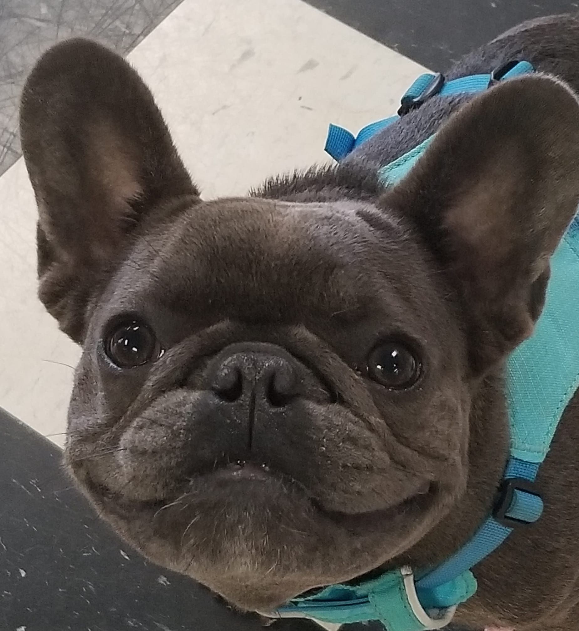 A close up of a french bulldog wearing a blue harness