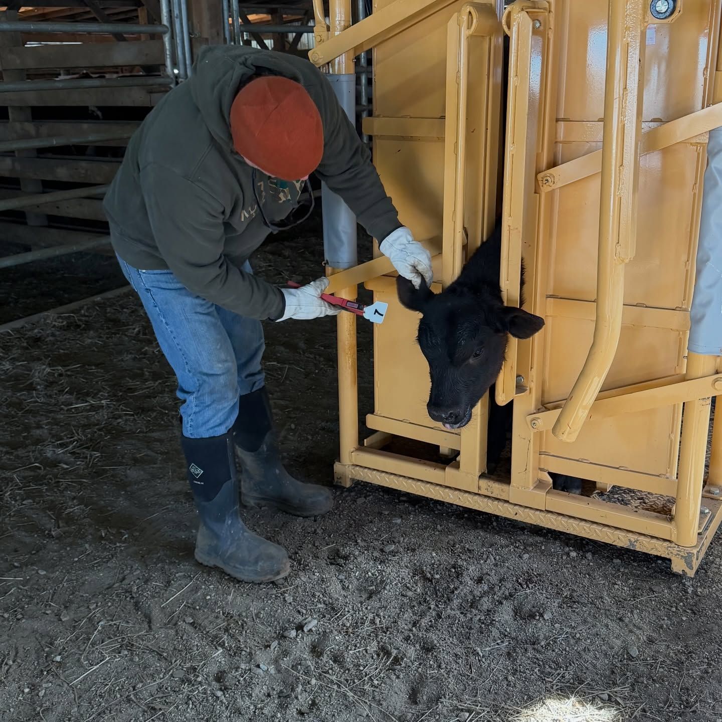Cow tag being placed on calf