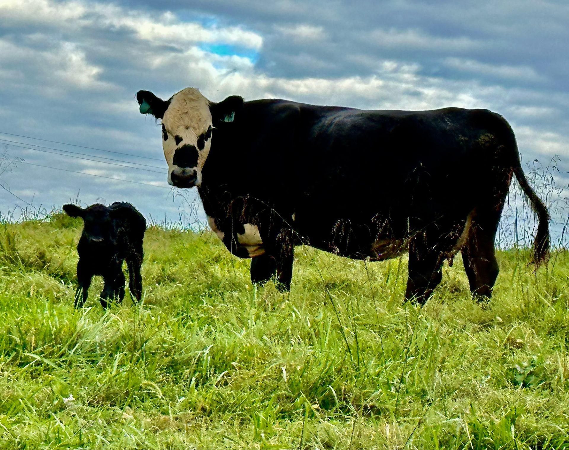 A herd of black and brown cattle grazing in a sunny green pasture with farm buildings in the distant background.