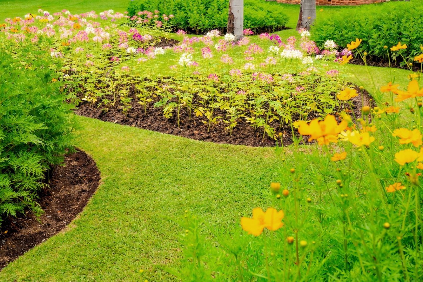 A grassy path curves through a garden with pink, white, and yellow flowers in dark mulch beds.