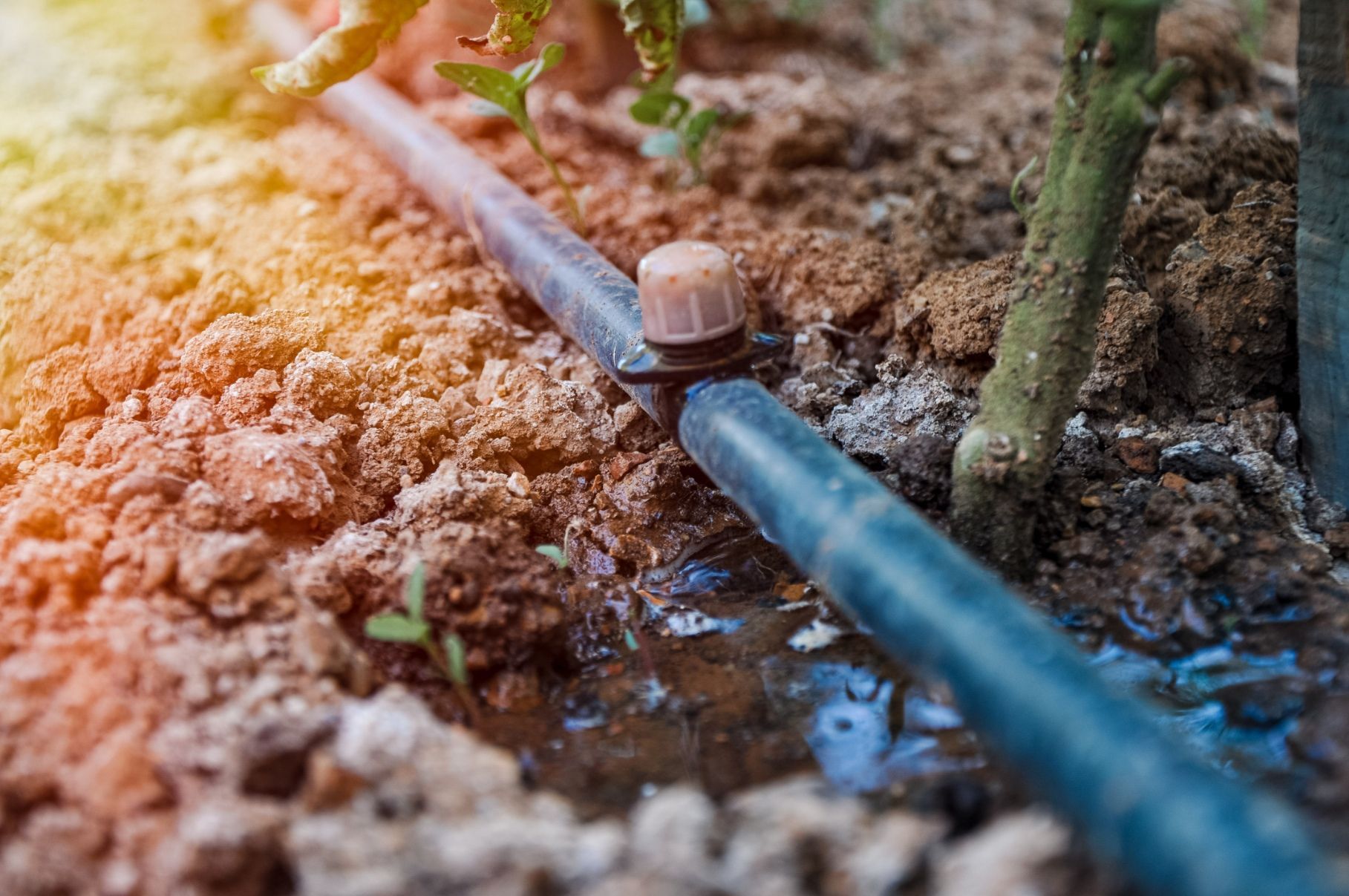 A drip irrigation hose waters the soil near a plant stem.