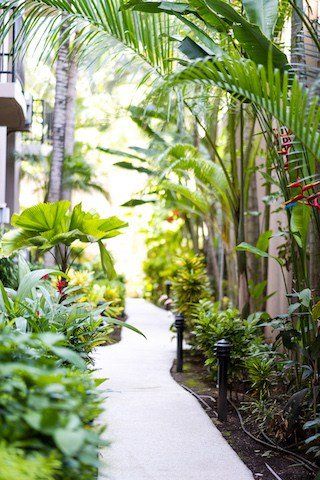 A walkway surrounded by lots of plants and trees in a tropical garden.