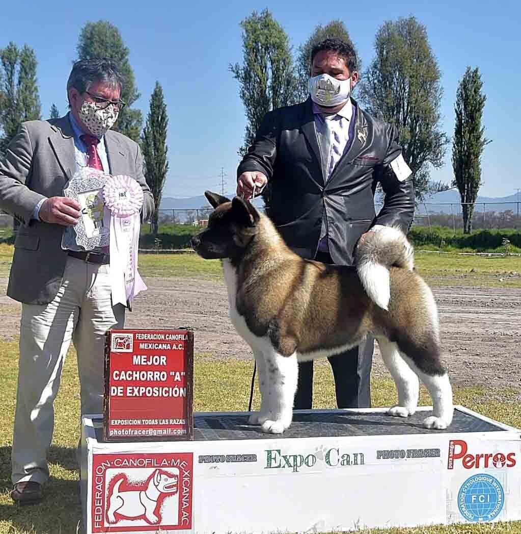 Criaderos de akita mexico