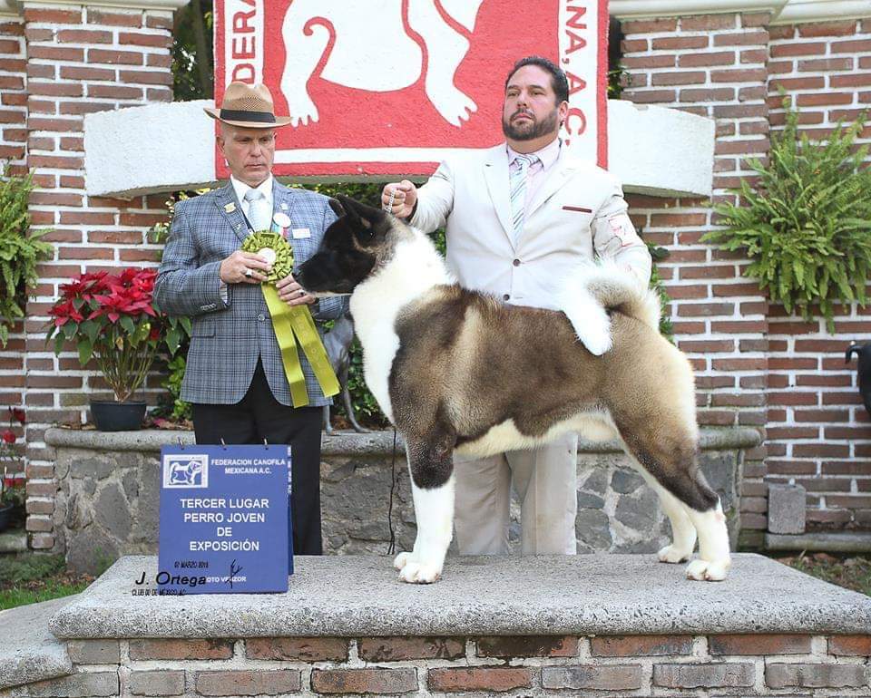 Criaderos de akita mexico