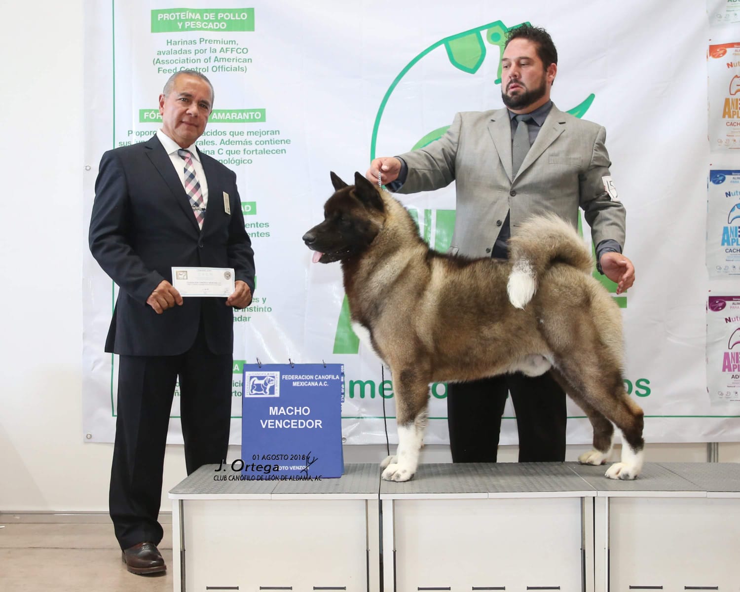Criaderos de akita mexico