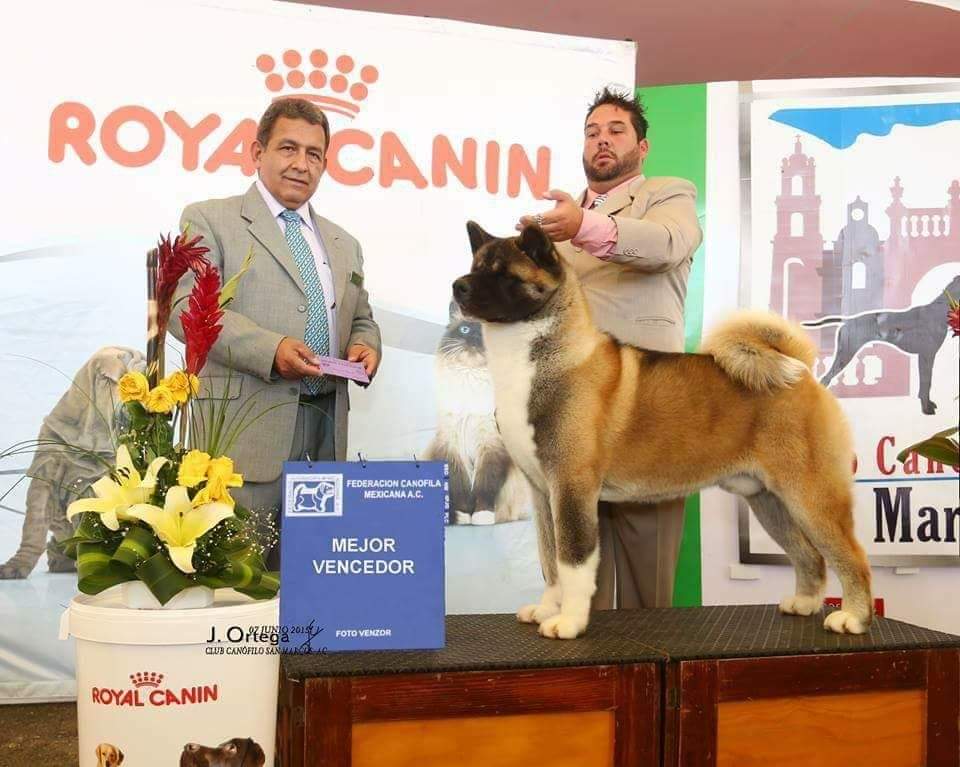 Criaderos de akita mexico