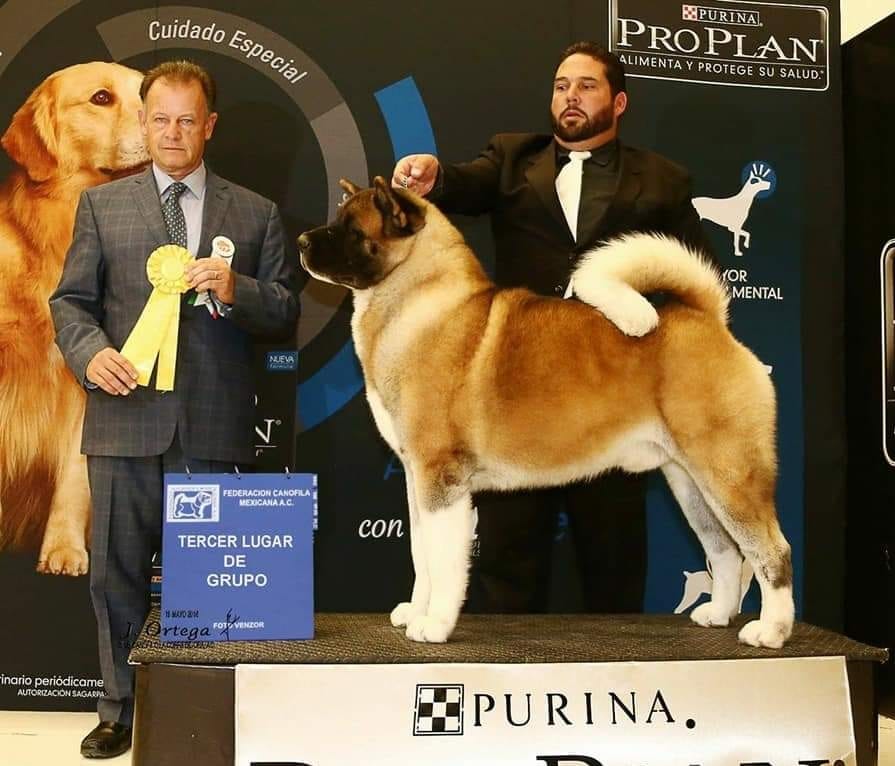 Criaderos de akita mexico