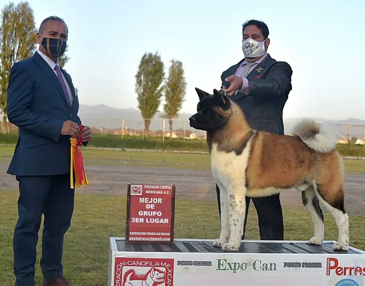 Criaderos de akita mexico