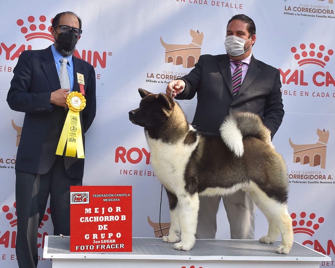 Criaderos de akita mexico
