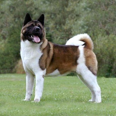 akita en sonora