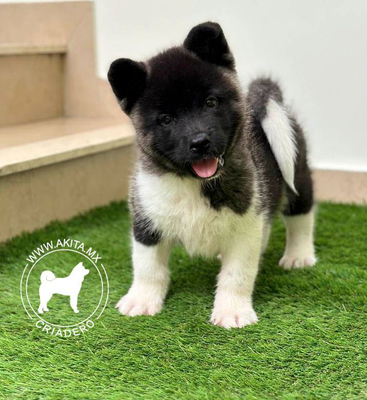 cachorro akita en venta