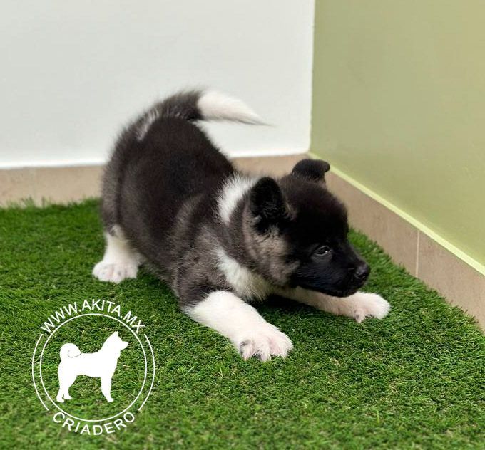 cachorro akita en venta