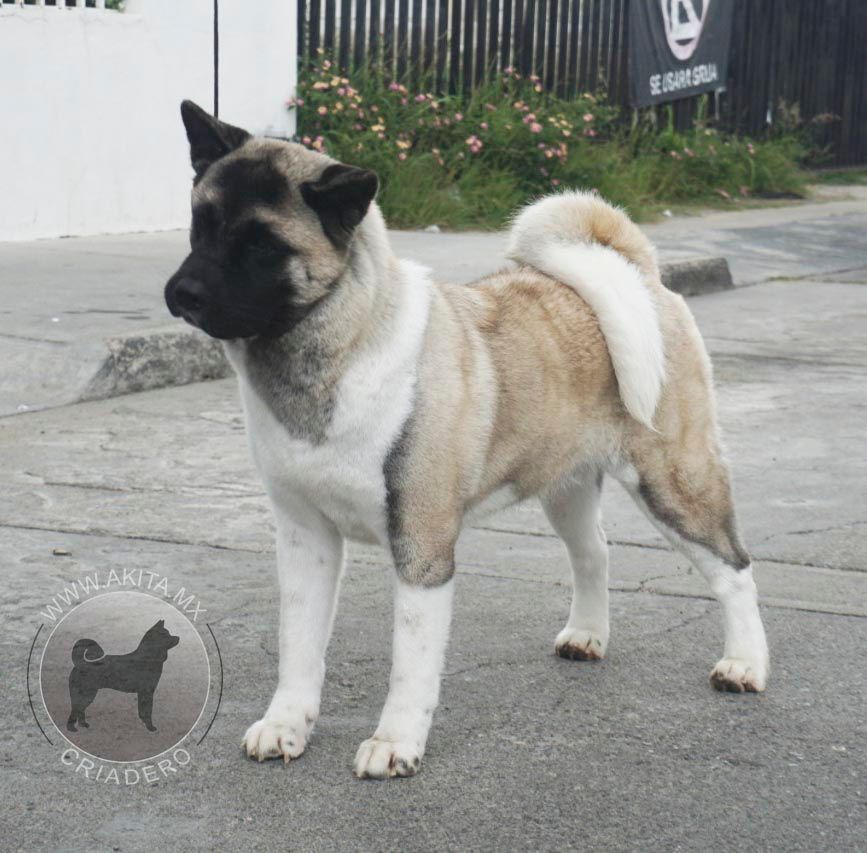 criadero de akitas