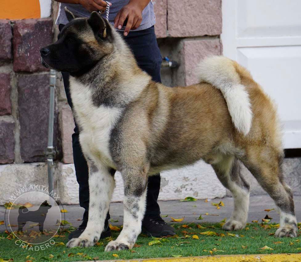 criadero de akitas